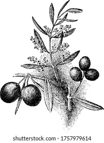 Picture showing branch and fruits of olive plant. Its fruit is circular and used for extracting olive oil, vintage line drawing or engraving illustration.