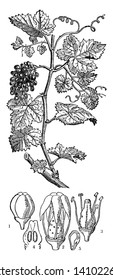 A picture showing branch of Grapes plant. The grapes grow in clusters on vining stems, vintage line drawing or engraving illustration.