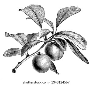 A picture showing branch of Green Gage Plum tree with its fruit, vintage line drawing or engraving illustration.