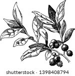 A picture showing a branch of Huckleberry tree with its fruit. The huckleberry is a fruit of the heath family of plants, vintage line drawing or engraving illustration.