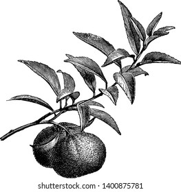 A picture showing branch of Mandarin Orange tree with its fruit. Orange trees flower from February to March. The fruits grow to maturity is nine to eleven months, vintage line drawing or engraving