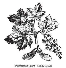 A picture showing the branch and maple of Sycamore tree which is frequently called plane or buttonwood and is mostly found in the western states, vintage line drawing or engraving illustration.