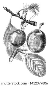 A Picture Showing Branch Of Purple Gage Plum Tree With Its Fruit, Vintage Line Drawing Or Engraving Illustration.