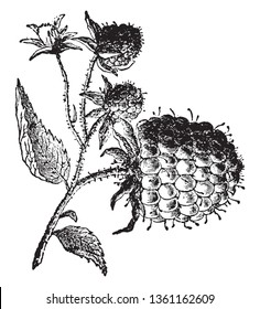 A picture showing a branch with Raspberry fruit hanging on it, vintage line drawing or engraving illustration.