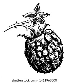 A picture showing a branch with Raspberry fruit hanging on it, vintage line drawing or engraving illustration.