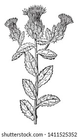 A picture showing the branch of Safflower which is a tall branched flower consists of long spiny leaves. Usually bright yellow, orange or red color, vintage line drawing or engraving illustration.