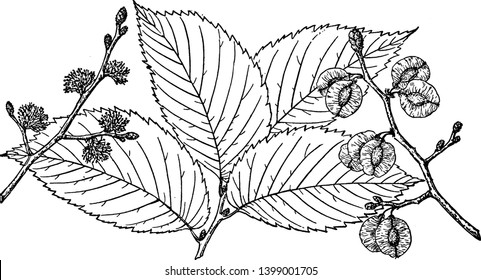 A picture showing the branch of Slippery Elm which is also known as Ulmus fulva. It is native to eastern North America, vintage line drawing or engraving illustration.