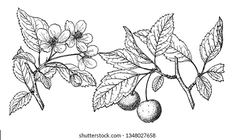 Crabapple Tree Stock Illustrations Images Vectors Shutterstock