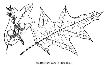 A picture showing the branch of Spanish Oak tree which is also known as Quercus digitata and is naive to the eastern coast of the United States, vintage line drawing or engraving illustration.