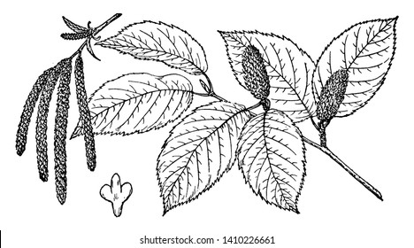 A picture showing the Branch of Sweet Birch tree which is also known as Betula lenta and is native to eastern North America, vintage line drawing or engraving illustration.