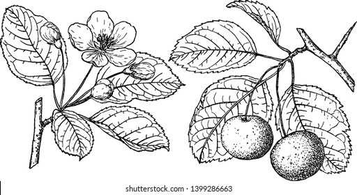 Crabapple Tree Stock Illustrations Images Vectors Shutterstock