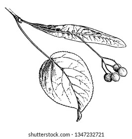 A picture showing a branch with Tilia Fruit which is a fruit of Linden, with a bract joined to the peduncle and forming a wing, vintage line drawing or engraving illustration.