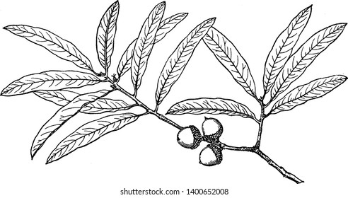 A picture showing branch of Willow Oak also known as Quercus Phellos which is native to eastern North America, vintage line drawing or engraving illustration.