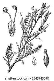 A picture showing branch of Willow tree bearing two Pistillate catkins, Staminate flower above, at the left and Pistillate flower below, at the right, vintage line drawing or engraving illustration.