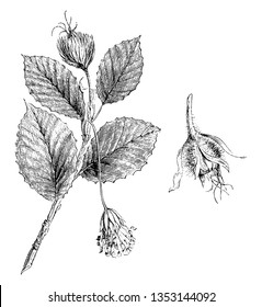 A picture is showing Branchlet of Fagus Sylvatica with Male and Female Flowers. Fagus Sylvatica is commonly known as Common Beech and it belongs to Beech family Fagaceae, vintage line drawing.