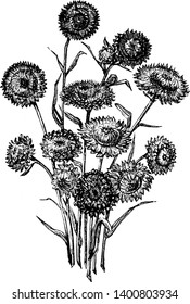 A picture is showing Bunch of Helichrysums Everlasting Flowers. It belongs to sunflower family, Asteraceae. Helichrysums are a type of everlasting flower, vintage line drawing or engraving