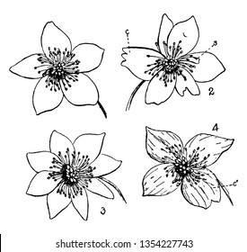 Picture is showing Buttercup Flowers. 1. Flower with 5 petals, 2. Coalescence (c) Petalody of stamens, (s) a stamen partially transformed into a petal, 3. Petalody of stamens, 4. Coalescence of petals