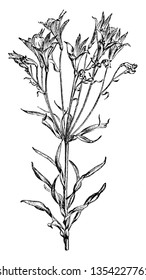 Picture is showing Buttercup Flowers. 1. Flower with 5 petals, 2. Coalescence (c) Petalody of stamens, (s) a stamen partially transformed into a petal, 3. Petalody of stamens, 4. Coalescence of petals