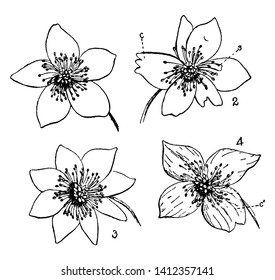 Picture is showing Buttercup Flowers. 1. Flower with 5 petals, 2. Coalescence (c) Petalody of stamens, (s) a stamen partially transformed into a petal, 3. Petalody of stamens, 4. Coalescence of petals