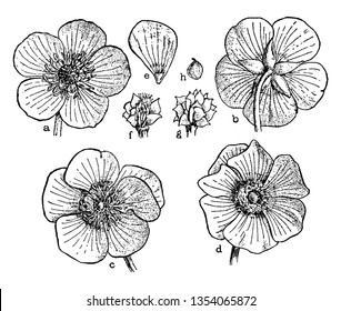 Picture is showing Buttercup Flowers. This illustration are showing orders of flowering parts: a, b, flower showing 5 petals; c, d, petalody of stamens; e, petal with nectary; f-h ripened ovaries