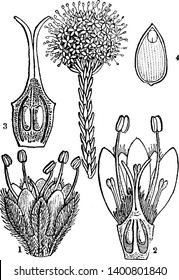 Una imagen muestra Butttonbush, también conocida como Brunia japonica. Esta ilustración es: 1. una flor, 2. una sección vertical del pistil, 3. una cabeza de fruta, 4. una sección de una semilla, vintage