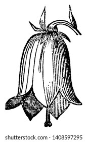 A picture is showing Campanulate Flower. This flower is belongs to Bellflower family, Campanulaceae. It has bell-shape, vintage line drawing or engraving illustration.