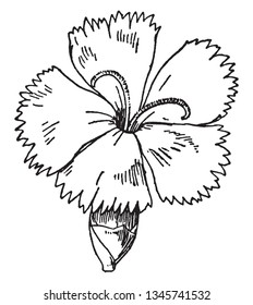 The picture showing Caryophyllaceous (pink). Flower has five petals with toot-head. It's a tabular flower, vintage line drawing or engraving illustration.