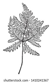 A picture showing Ceropteris Triangularis branch. The leaf of this branch is two to five inches long and wide. Leaves are irregular and odd shaped, vintage line drawing or engraving illustration.