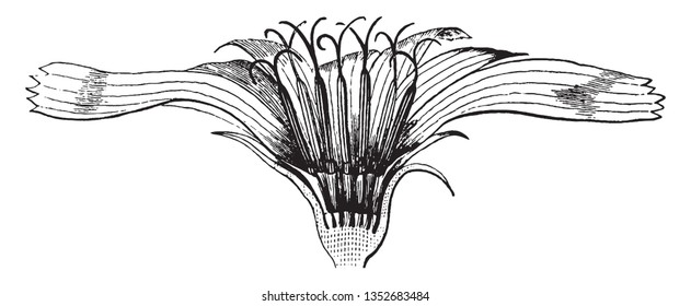 A picture is showing Chickory Flower. This flower is divided longitudinally and enlarged, vintage line drawing or engraving illustration.