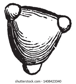 A picture showing Circaea with angles with small lobes, vintage line drawing or engraving illustration.