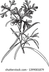 Picture is showing Clarkia Pulchella plant. It consists of four leafs of same pattern around the flower. Flowers are small in size and have four petals, vintage line drawing or engraving illustration.