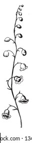 A picture is showing Cluster Flower. This is the plant of the genus Cestrum. This is the lily flower and this flower has a bell shape, vintage line drawing or engraving illustration.