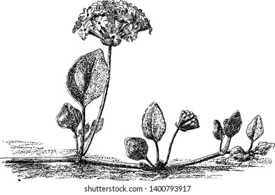 A Picture Is Showing Coastal Sand Verbena, Commonly Known As Abronia Latifolia. Flowers Are Yellow And Have Trumpet-shaped And In Cluster. Its Leaves Are Ovate Shape, Vintage Line Drawing Or Engraving