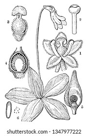 A picture is showing Common Butterwort, also known as Pinguicula vulgaris. These illustrations are: 1. calyx, 2. stamen, 3. pistil, 4. longitudinal section of it; 5. half a fruit; 6. seeds, 7. embryo