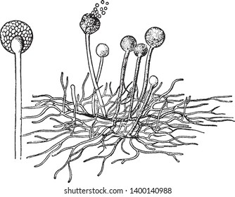 Ein Bild, das die gebräuchliche Mold auf Obst und Brot, Vintage-Linie Zeichnung oder Gravitation Illustration.