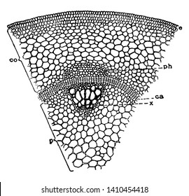 A picture showing cross section of castor oil plant stem, vintage line drawing or engraving illustration.