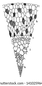 A picture showing the cross setional view of Stanhopea oculata also known as Oculata Aerial root, vintage line drawing or engraving illustration.