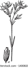 A picture is showing Cuckoo Flower, commonly known as Cardamine pratensis. It belongs to Brassicaceae family. This is the lady smock flower. It bearing clusters of four-petal pale lilac flowers