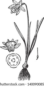 A picture is showing Daffodil, commonly known as Narcissus. This belongs to Amaryllidaceae family. This illustrated are: 1. Cut flower, 2. pistil, 3. horizontal plan of flower, vintage line drawing