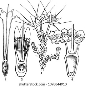 A picture is showing Darwinia. It is commonly known as mountain bells. This is a section of two species of drawinia flowers, vintage line drawing or engraving illustration.