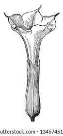 A picture is showing Datura Stramonium. This is a flower of datura stramonium. The flowers are trumpet-shaped, vintage line drawing or engraving illustration.