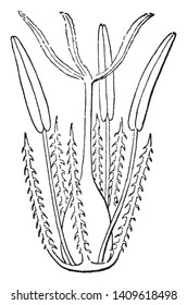 A picture showing the deaf sight of a big flower, vintage line drawing or engraving illustration.