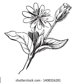 A picture is showing Decandrous Flower. This flower has ten petals and stamens. This plant has small thorns on branch, vintage line drawing or engraving illustration.