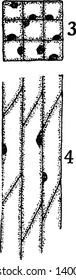 A picture showing the development stage of Bast fiber. 3 and 4, cross-sectional and longitudinal sections of primary meristematic cells that will become bast fibers, vintage line drawing or engraving