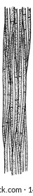 A picture showing the development stage of Bast fiber. 5, longitudinal section of completed bast fibers. In 5, the stippling of the wall indicates lignification, vintage line drawing or engraving