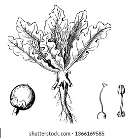 A picture is showing Devils Apples, this is the common name for mandragora vernalis. This pictured is the entire plant in flower, the young fruit, the ovary, and the stamen, vintage line drawing