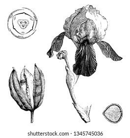 A picture showing different parts of Agave Americana plant also known as the Century Plant or Maguey, vintage line drawing or engraving illustration.