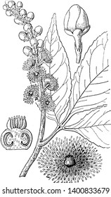 A picture is showing the different parts of Anthodiscus Trifoliatus. The parts are flower, flower bud and a perpendicular section of the pistil, vintage line drawing or engraving illustration