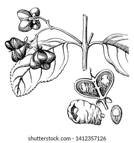 A picture showing the different parts of European spindle tree. The parts includes a section of a fruit, a seed enveloped in its aril and a perpendicular section of a seed, vintage line drawing svg