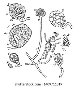 A picture showing different parts of Eurotium fungus. These parts incude conidiophore, mycelum, spores, sterigmata, etc, vintage line drawing or engraving illustration.